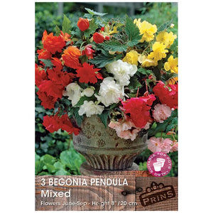 Begonia 'Pendula Mixed' (3 tubers) image 0