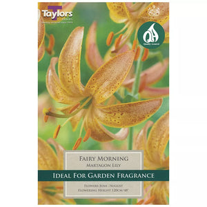 Lilium 'Fairy Morning' (2 bulbs) image 0