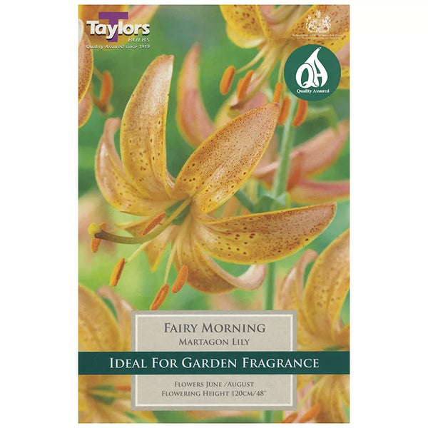 Lilium 'Fairy Morning' (2 bulbs) image 0