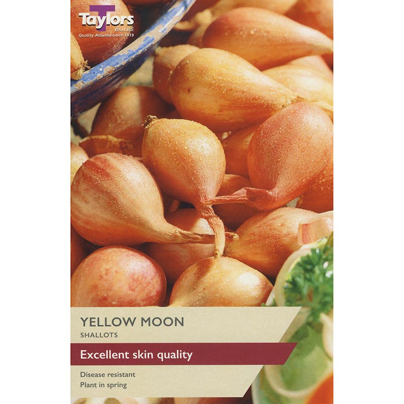 Yellow Moon Shallot Sets (Pack of 12) image 0