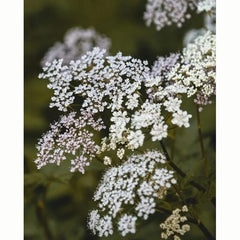 Wild Carrot Wildflower Seeds (1 Packet) image 0
