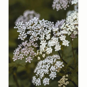 Wild Carrot Wildflower Seeds (1 Packet) image 0
