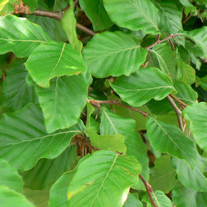 Fagus sylvatica Tree (Common Beech) (12-Litre Pot) image 0
