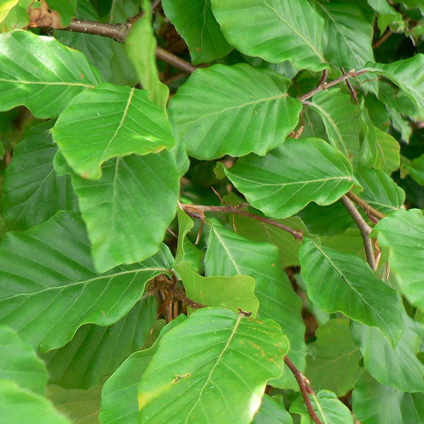 Fagus sylvatica Tree (Common Beech) (12-Litre Pot) image 0