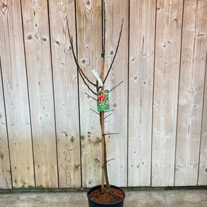'Discovery' Apple Tree (12 Litre Pot) image 1