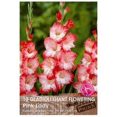 Gladioli Giant Flowering 'Pink Lady' (10 Bulbs) image 0