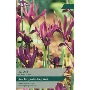 Iris Reticulata 'J. S. Dijt' (12 Bulbs) image 0
