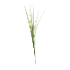 Bear Grass Stem (72cm) image 0