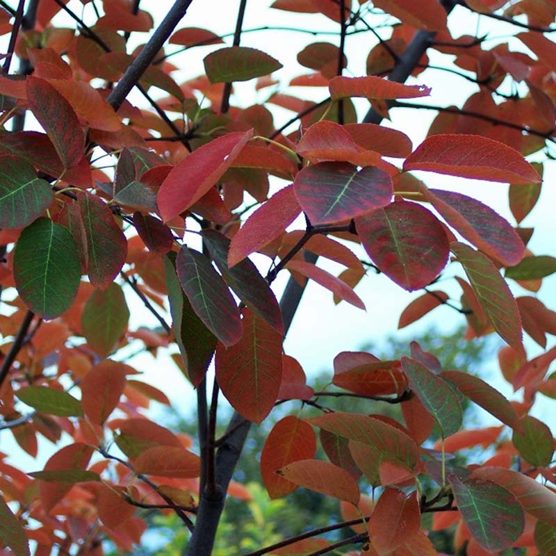Amelanchier canadensis Tree (Service Berry) (12-Litre Pot) image 0