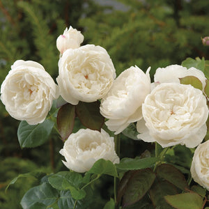 David Austin William and Catherine® English Shrub Rose (6-Litre Pot) image 2