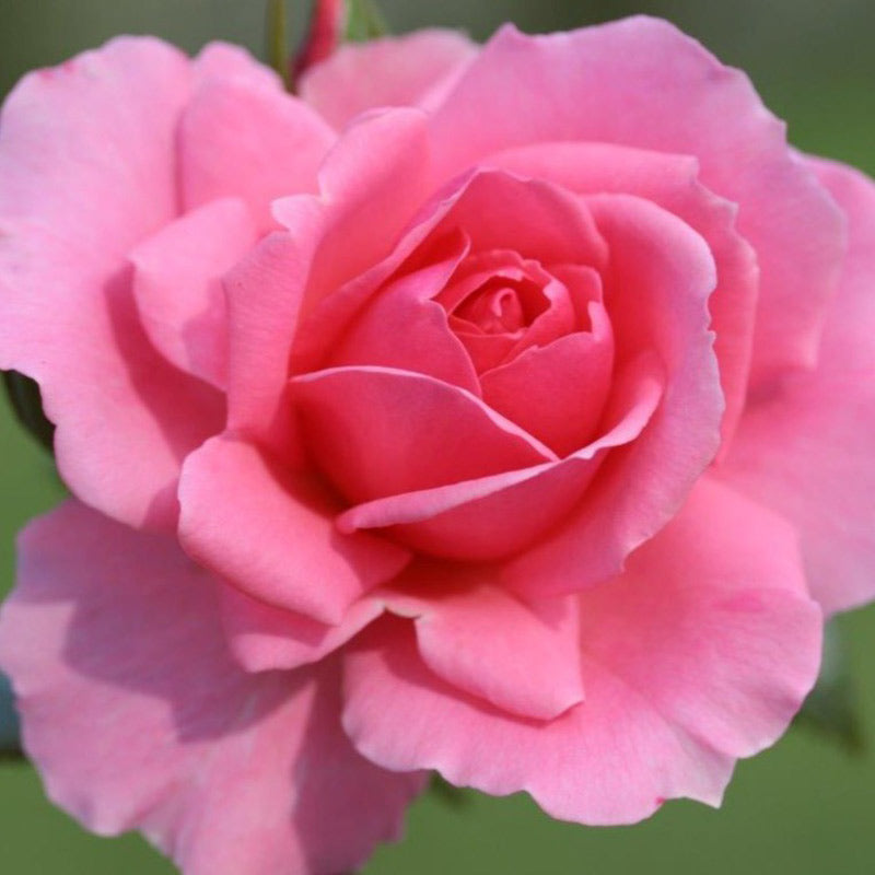 Whartons Roses ‘You’re Beautiful’ Shrub Rose (3-Litre Pot) image 0