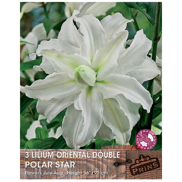 Lilium 'Oriental Double Polar Star' Bulbs image 0