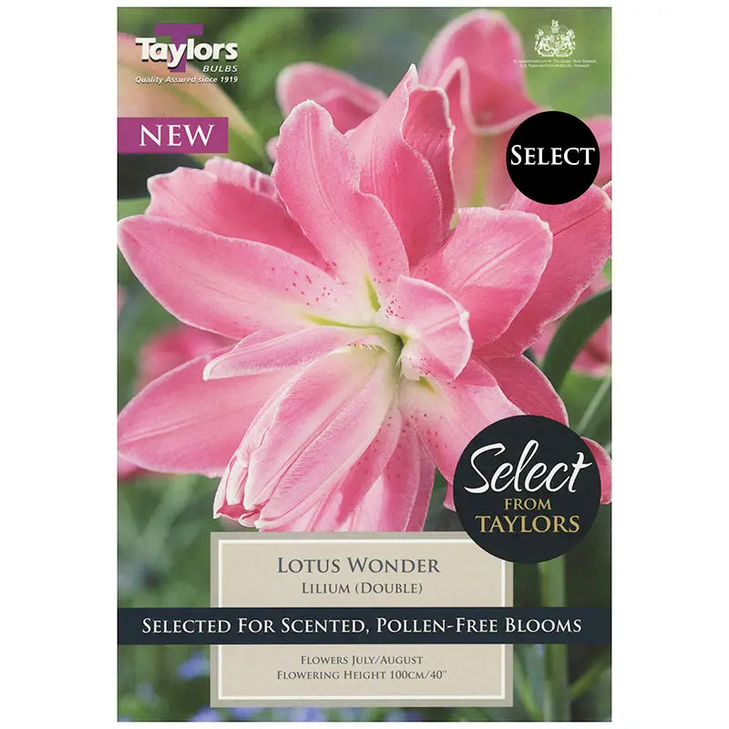 Lilium 'Lotus Wonder' (3 bulbs) image 0