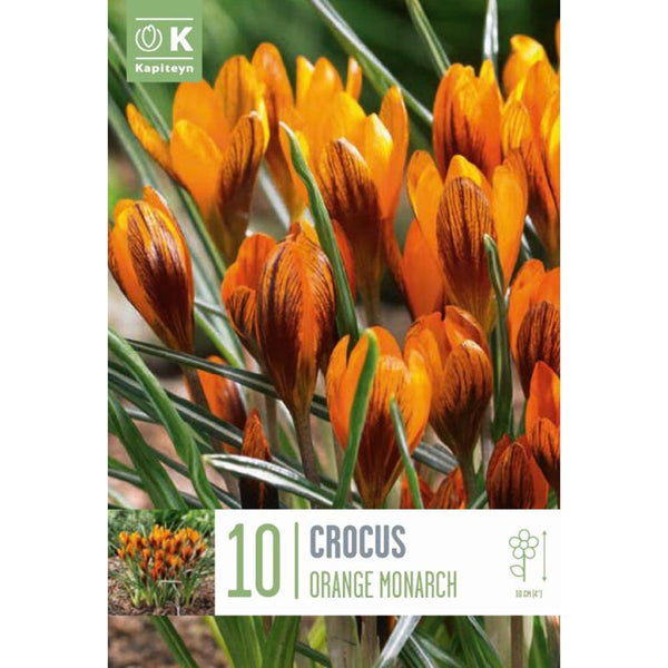 Crocus ‘Orange Monarch’ (10 bulbs) image 0