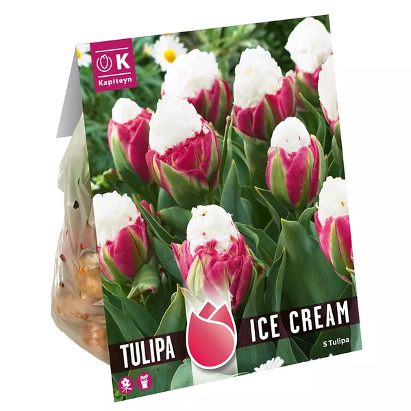 Tulip 'Ice Cream' (5 bulbs) image 0