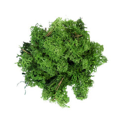 My Village Dark Green Reindeer Moss (50g) image 0