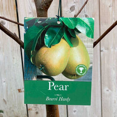 'Beurre Hardy' Pear Tree (12 Litre Pot) image 0