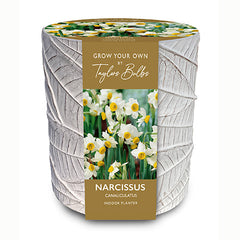 Indoor Stone Leaf Pot with Narcissi 'Canaliculatus' (3 bulbs) image 0