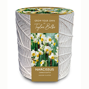 Indoor Stone Leaf Pot with Narcissi 'Canaliculatus' (3 bulbs) image 0