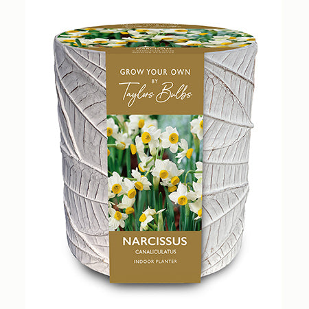 Indoor Stone Leaf Pot with Narcissi 'Canaliculatus' (3 bulbs) image 0