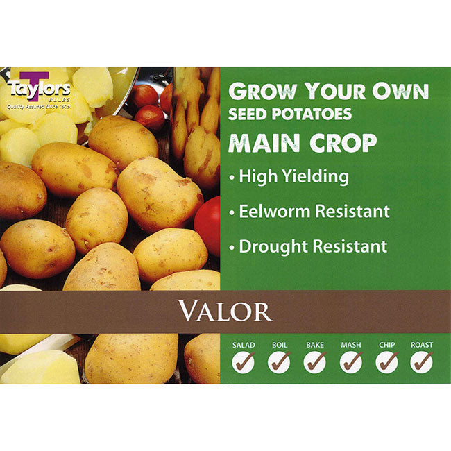 Valor Main Crop Seed Potatoes (2kg Bag) image 0