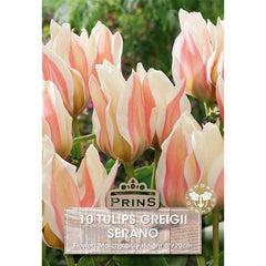 Tulip ‘Serano’ (10 Bulbs) image 0