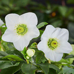 Hellebore 'HGC Lisann' (3 litre pot) image 0