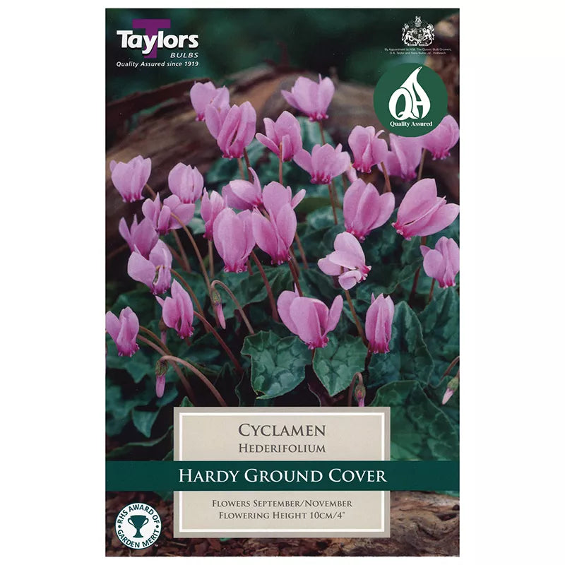 Cyclamen hederifolium (2 bulbs) image 0