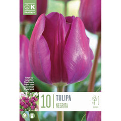 Tulip ‘Negrita’ (10 bulbs) image 0