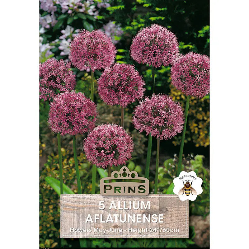 Allium 'Aflatunense' (5 bulbs) image 0