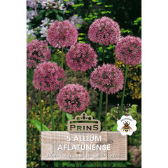 Allium 'Aflatunense' (5 bulbs) image 0