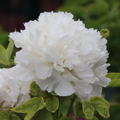 Paeonia 'Duchesse de Nemours' (2 Bare Roots) image 0