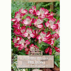 Alstroemeria ‘Red Lion’ with Red and White Flowers (1 Bulb) image 0
