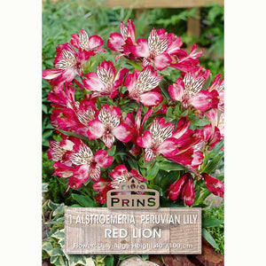 Alstroemeria ‘Red Lion’ with Red and White Flowers (1 Bulb) image 0