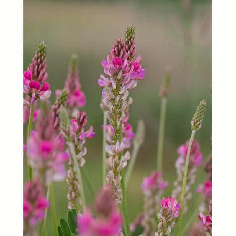 Sainfoin Native Wild Flower Seeds (1 Packet) image 0
