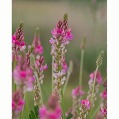 Sainfoin Native Wild Flower Seeds (1 Packet) image 0