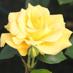 Whartons Roses ‘Precious Gold’ Bush Rose (3-Litre Pot) image 0