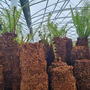 Dicksonia antarctica Tree Fern 4ft image 3