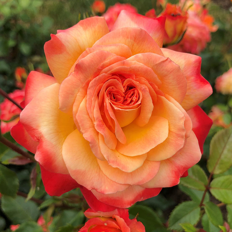 Whartons Roses ‘Meteor’ Shrub Rose (3-Litre Pot) image 0