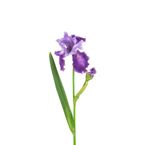 Floralsilk Flag Iris Stem (90cm) - Purple image