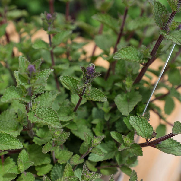 Nepeta x faassenii ‘Purrsian Blue’ (2-Litre Pot) image 1