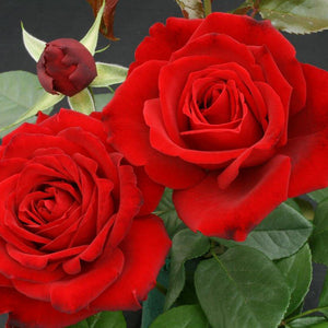 Whartons Roses ‘Crimson Cascade’ Climbing Rose (4-Litre Pot) image 0
