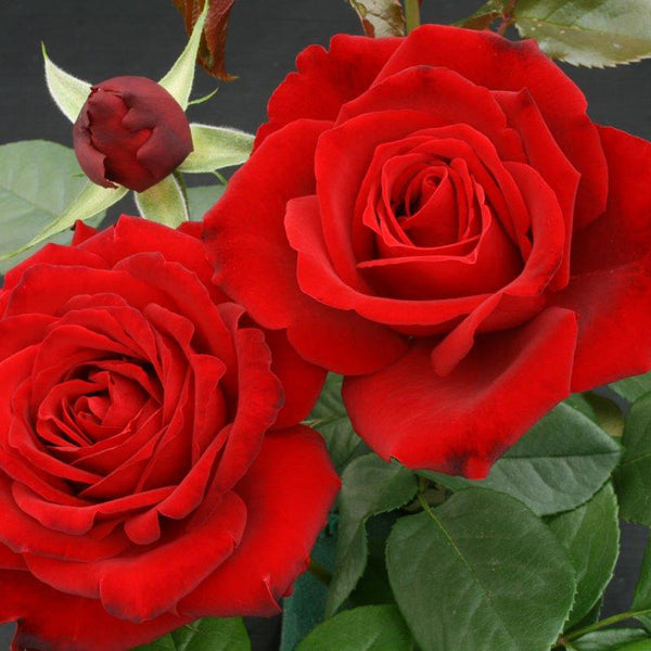 Whartons Roses ‘Crimson Cascade’ Climbing Rose (4-Litre Pot) image 0