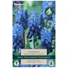 Muscari latifolium (20 bulbs) image 0