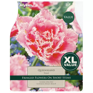 Tulip 'Queensland' (15 bulbs) image 0