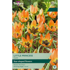 Tulip ‘Little Princess’ (9 Bulbs) image 0