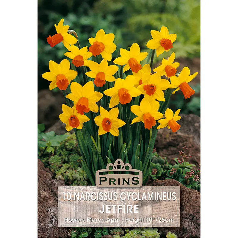 Narcissus 'Jetfire' (10 bulbs) image 0