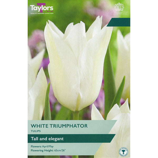 Tulip ‘White Triumphator’ (6 bulbs) image 0