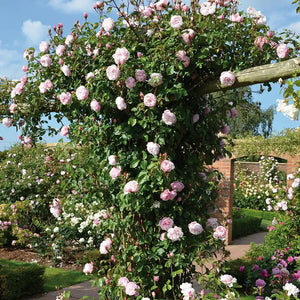 David Austin The Generous Gardener® English Climbing Rose (6-Litre Pot) image 5