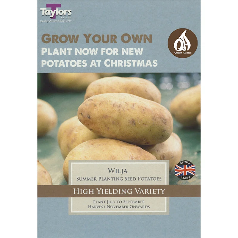 'Wilja' Christmas Harvest, Summer Planting Seed Potatoes (Pack of 10) image 0